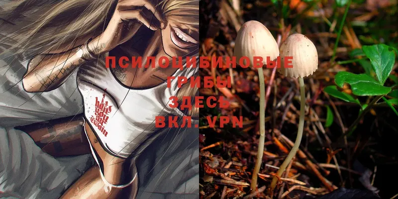 Галлюциногенные грибы Magic Shrooms  Калачинск 